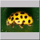 Thea vigintiduopunctata - Zweiundzwanzigpunkt 03.jpg